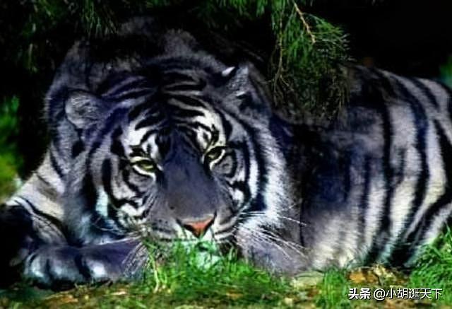 世界上真的有黑虎吗？印度孟加拉虎出现黑色变种，难得一见 - 1