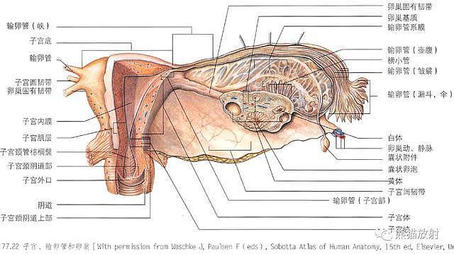 解剖丨膀胱、前列腺、尿道、生殖系统 - 31