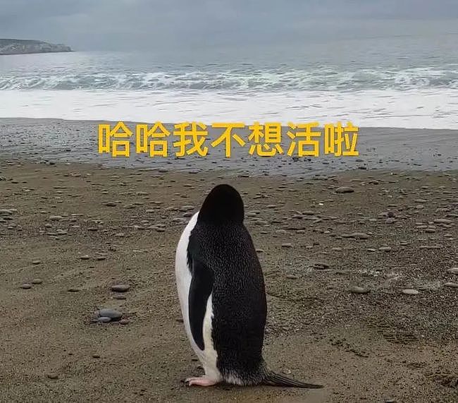 史上最倒霉路痴企鹅，竟从南极迷路到新西兰，离家3000公里！ - 17