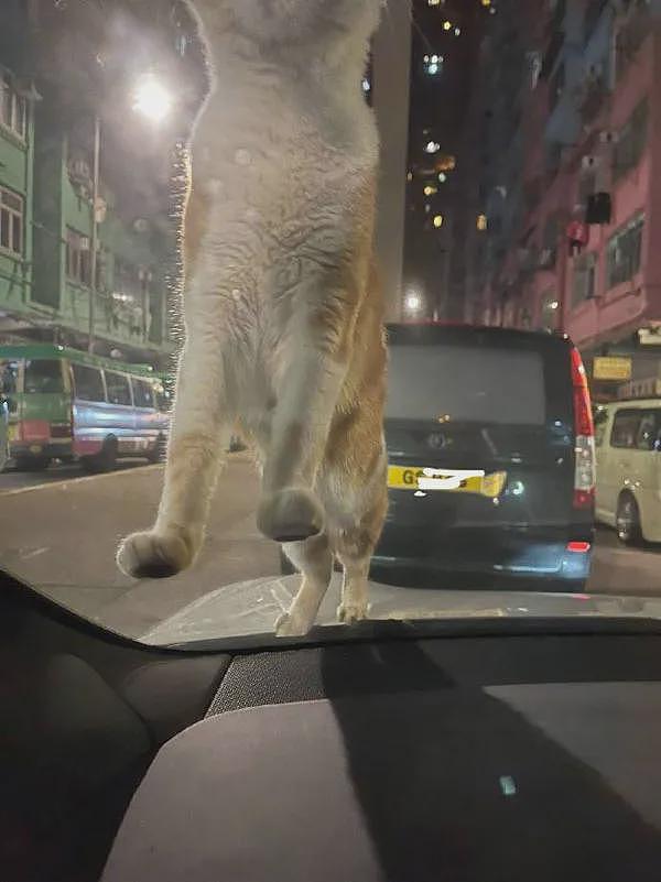 看到车前盖来了只猫，叫了它一下，不但没吓走，还想进到车里！ - 2