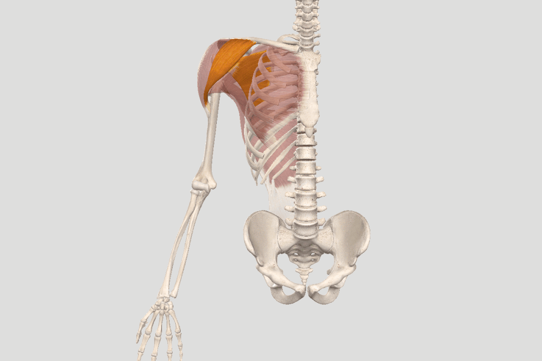 瑜伽开肩，肩关节的8大解剖运动形式及对应体式，一定要知道 - 16