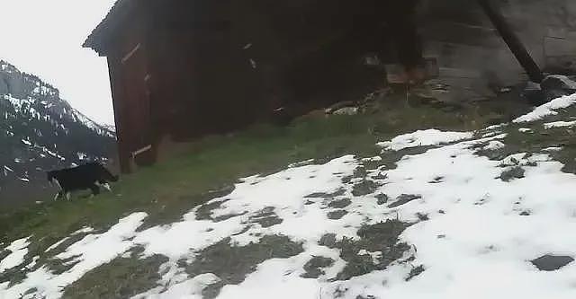 游客在瑞士登山迷路，靠一只热心猫咪的指路，安全回到村庄 - 7