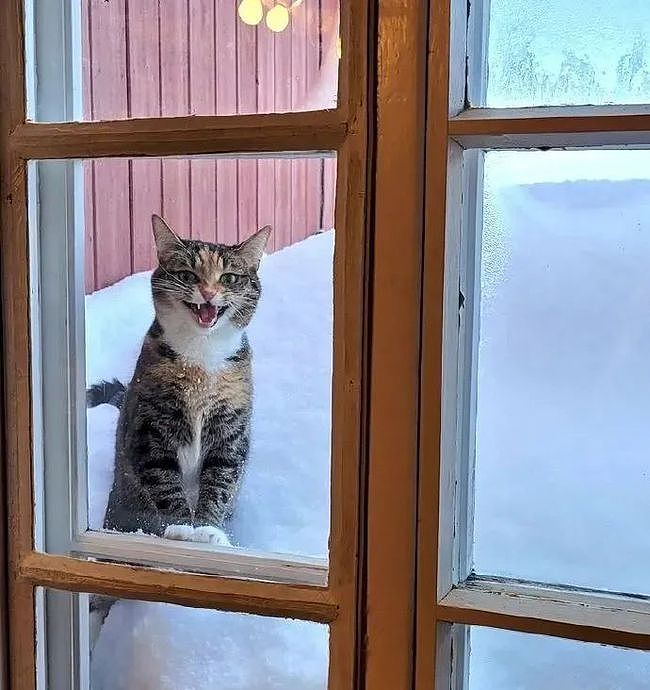 可怜的小猫在门外挨冻，进来后竟秒变脸，小哥：上当了！ - 1