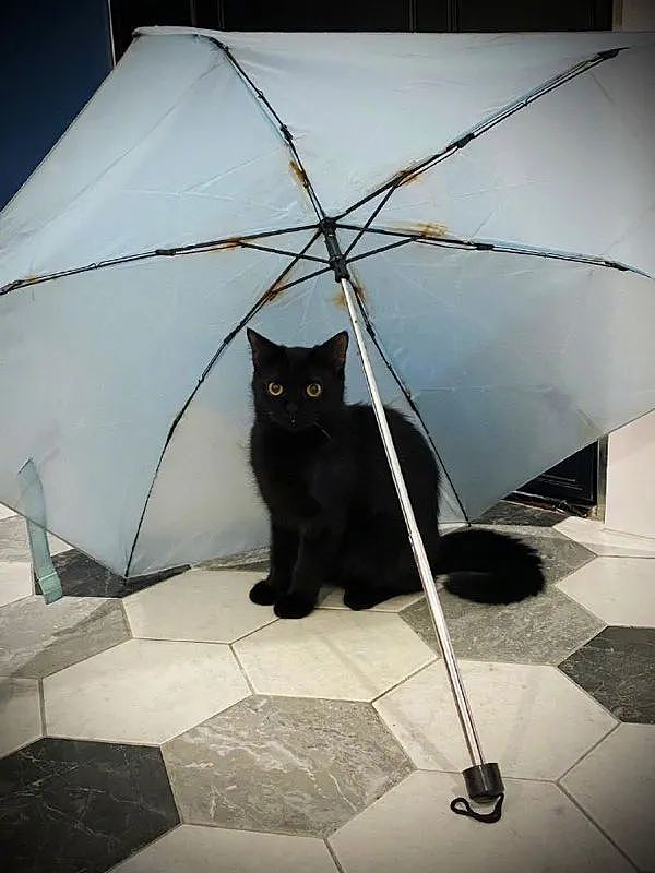 家里的猫超爱躲在伞下，但这次，那不是雨伞啊喂！ - 1