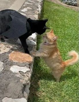 黑猫对邻居家的橘猫一见钟情，不久后橘猫就住进黑猫家，隐情竟是！ - 9