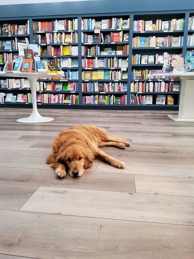 因为太爱狗子了，铲屎官就给它开了家书店，让它当店长！ - 1