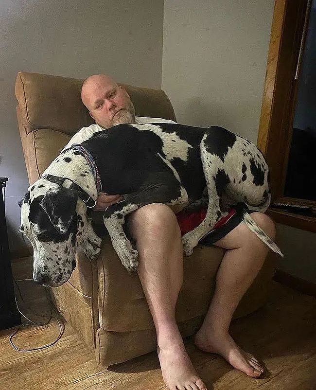 忘记自己长大了...156斤大狗仍每天找主人要抱抱，还压坏了三张沙发！ - 9