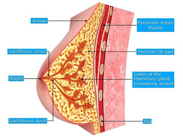 乳腺体检中的“钙化灶”是什么意思？如果不管它，会怎么样？权威专家解说 - 2