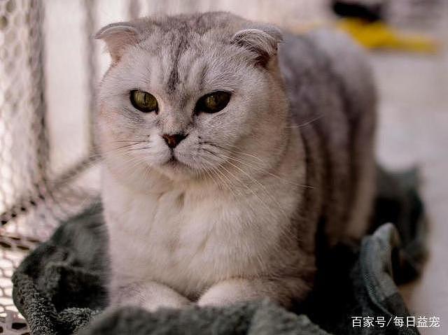 为了让猫咪怀孕，主人强行将两只猫关一起，公猫的反应让人心疼！ - 1