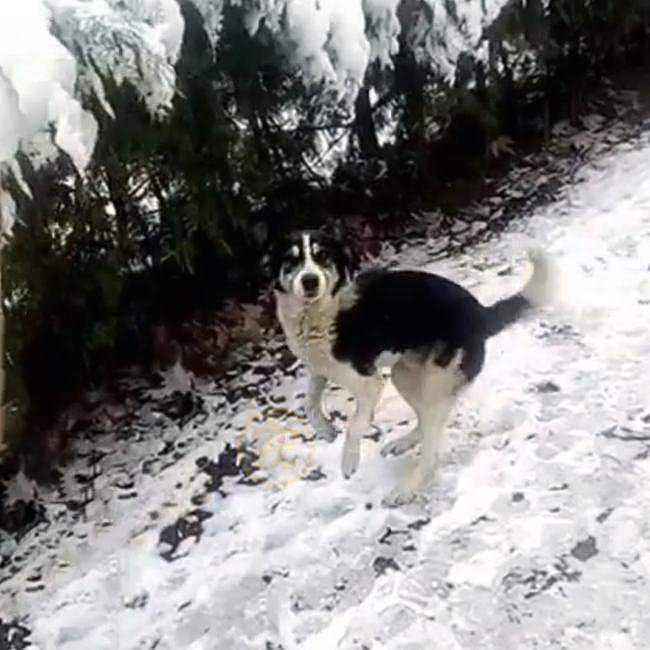 冰天雪地里站着走路的流浪狗，被路人嫌弃取笑，背后真相让人心疼 - 4