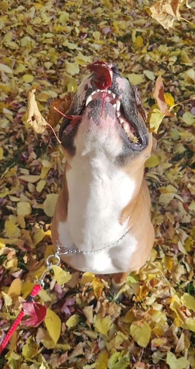 本想给狗子拍美美的秋景照，可看到实照，网友笑翻！ - 6