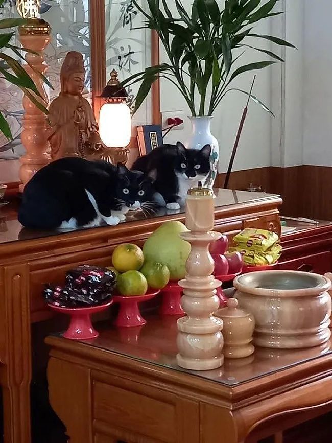 网友家的两只猫每天都会在神龛上，就这样看着，也不知在守什么！ - 1