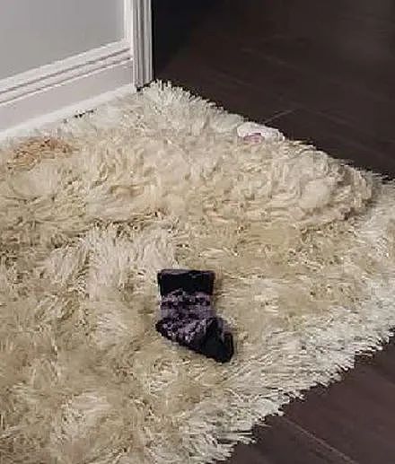 主人新买了一个地毯，结果狗子躺进去秒隐身，主人：每次都怕踩到 - 3