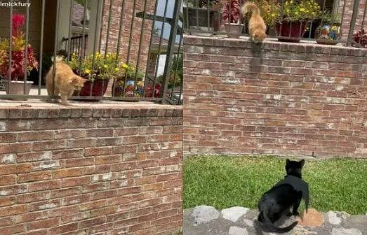 黑猫对邻居家的橘猫一见钟情，不久后橘猫就住进黑猫家，隐情竟是！ - 5