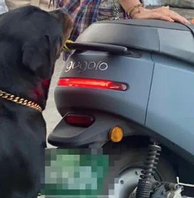 狗子偷咬摩托车上鸭鸭，被主人阻止后呆萌回头：不能玩吗？ - 3