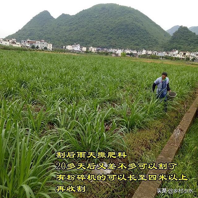 搞养殖先种草，皇竹草号称“饲草之王”，亩产达30吨 - 8