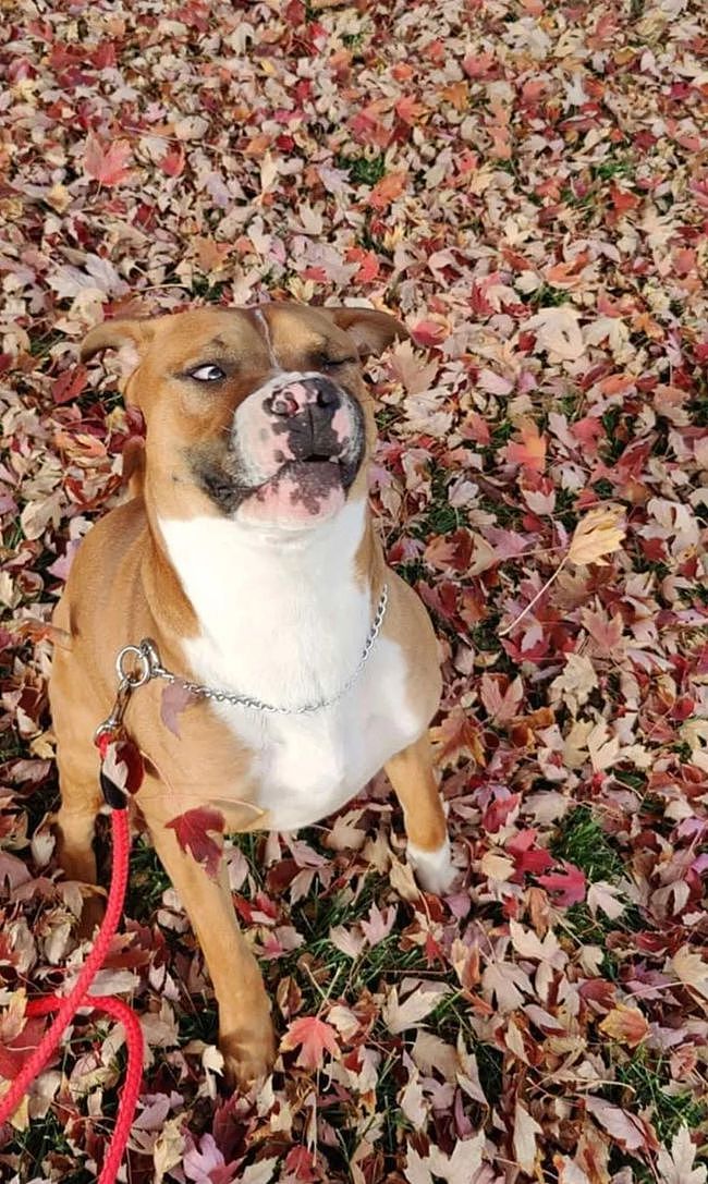本想给狗子拍美美的秋景照，可看到实照，网友笑翻！ - 3