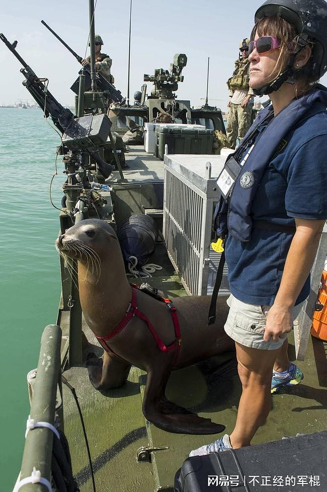 美国的第一道防线：美国海军用于保护美国核武器库军事海豚们 - 4