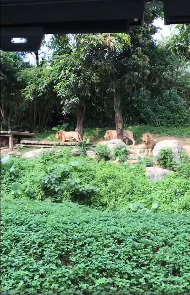 圆梦!全红婵陈艾森游长隆动物园,小考拉见大考拉,被白老虎吓一跳 - 6