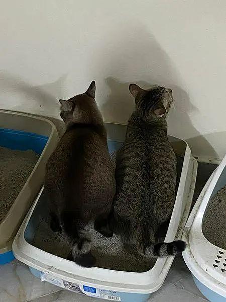 明明就有3个猫砂盆，2只大狸非得这么上厕所，不太聪明的样子！ - 2