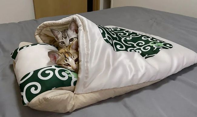 网友给猫买了睡袋，放地上不睡，结果一放到床上就钻进去了！ - 2