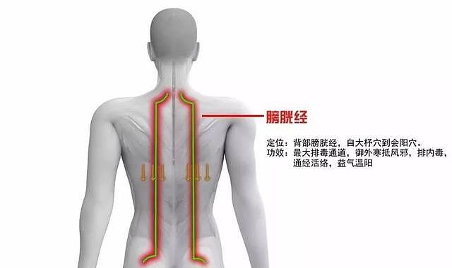 趁着秋季，养护好这4条经络，气血通畅，阳气足！ - 18