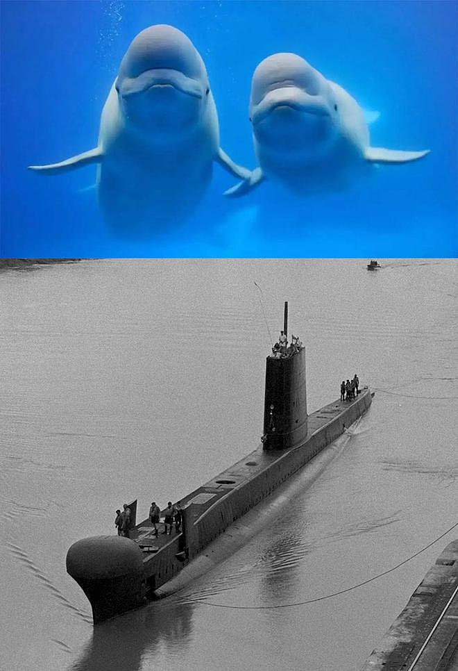 看图说话：“骨骼惊奇”的潜艇，曾被渔网缠住动弹不得 - 8