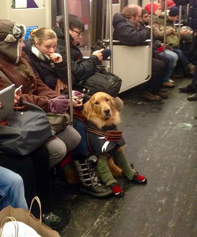 坐地铁时偶遇路霸，乘客见它就乖乖收脚...哈哈哈哈是真的很霸道！ - 9