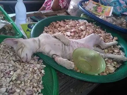 买蒜偶遇猫老板在酣睡……网友：这猫是不是被熏晕了！？ - 3