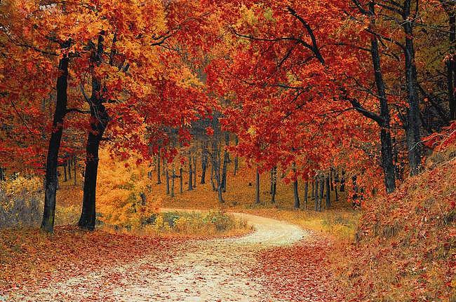 今日秋分丨木叶落，秋分至，正是一年最美时 - 3