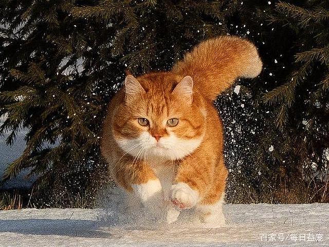 一只平平无奇的橘猫，身上竟藏着7个“世界之最”，你不知道吧！ - 10