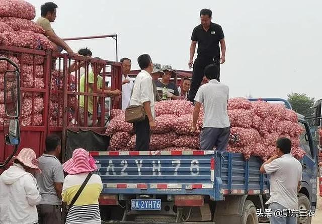河南农村树荫下的贩子从农户手中收9毛一斤的大蒜，转手卖出1.5元 - 3