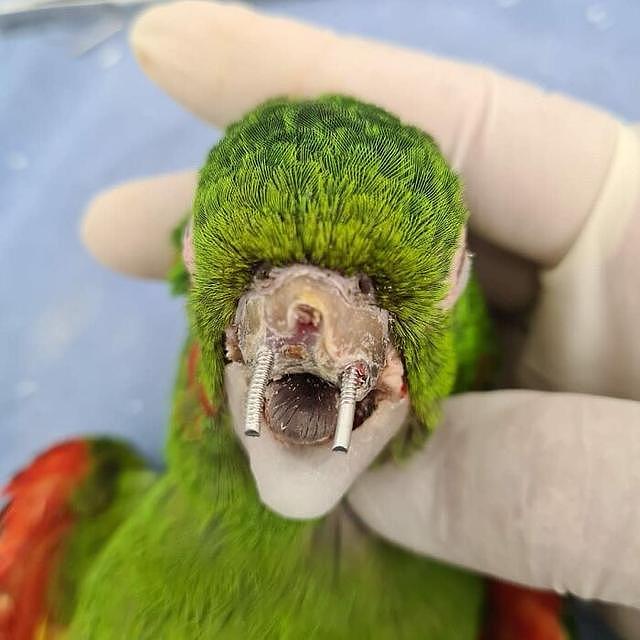 动物专家亲手重造鸟喙，巴西受伤鹦鹉重获新生 - 7