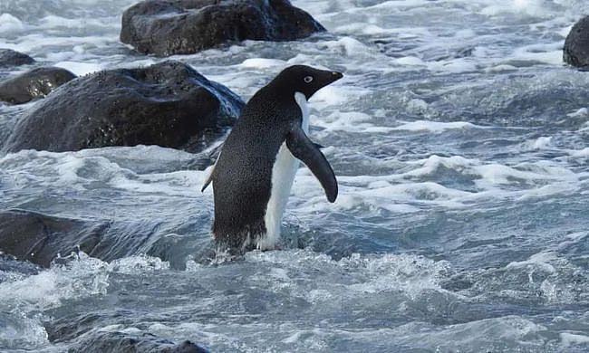 史上最倒霉路痴企鹅，竟从南极迷路到新西兰，离家3000公里！ - 13