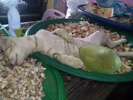 买蒜偶遇猫老板在酣睡……网友：这猫是不是被熏晕了！？ - 1