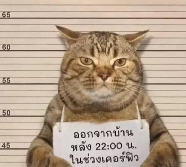 泰国警方抓住了一只违反禁令外出的猫！哈哈哈简直太有画面感了 - 5