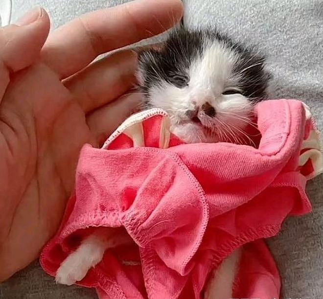 网友救下被遗弃在塑料袋里的6只小奶猫，一睁眼就喊网友“妈”！ - 5