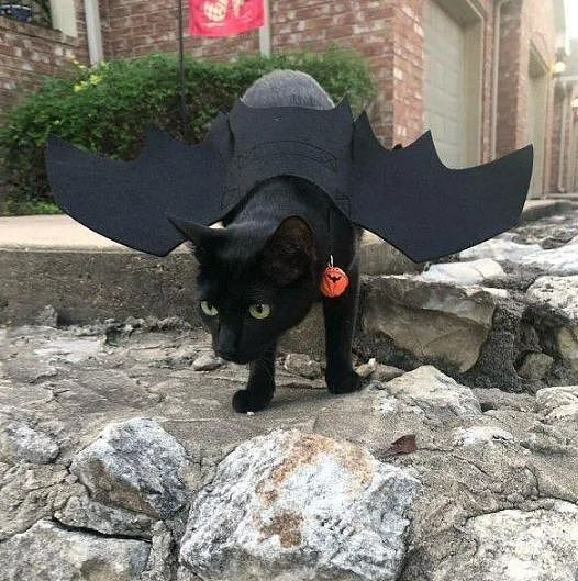 黑猫对邻居家的橘猫一见钟情，不久后橘猫就住进黑猫家，隐情竟是！ - 1