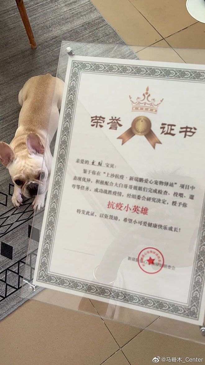 小猫隔离之后获得了一张荣誉证书——抗疫小英雄！ - 5