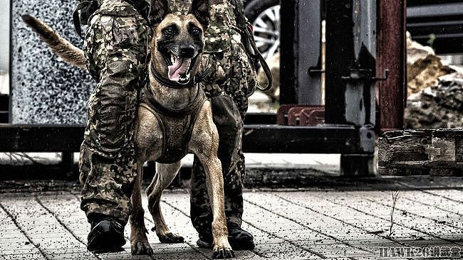 德国KSK特种部队掠影：军犬训练员与狗亲密相处 下班还要带回家 - 5