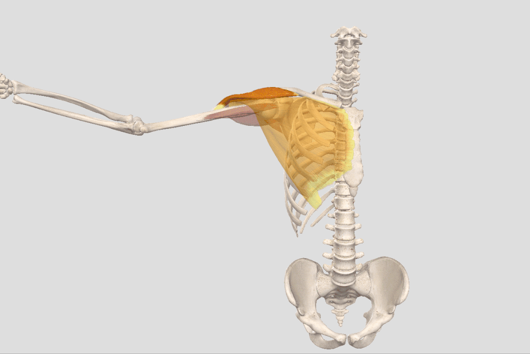 瑜伽开肩，肩关节的8大解剖运动形式及对应体式，一定要知道 - 20