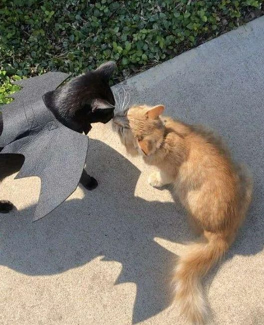黑猫对邻居家的橘猫一见钟情，不久后橘猫就住进黑猫家，隐情竟是！ - 8