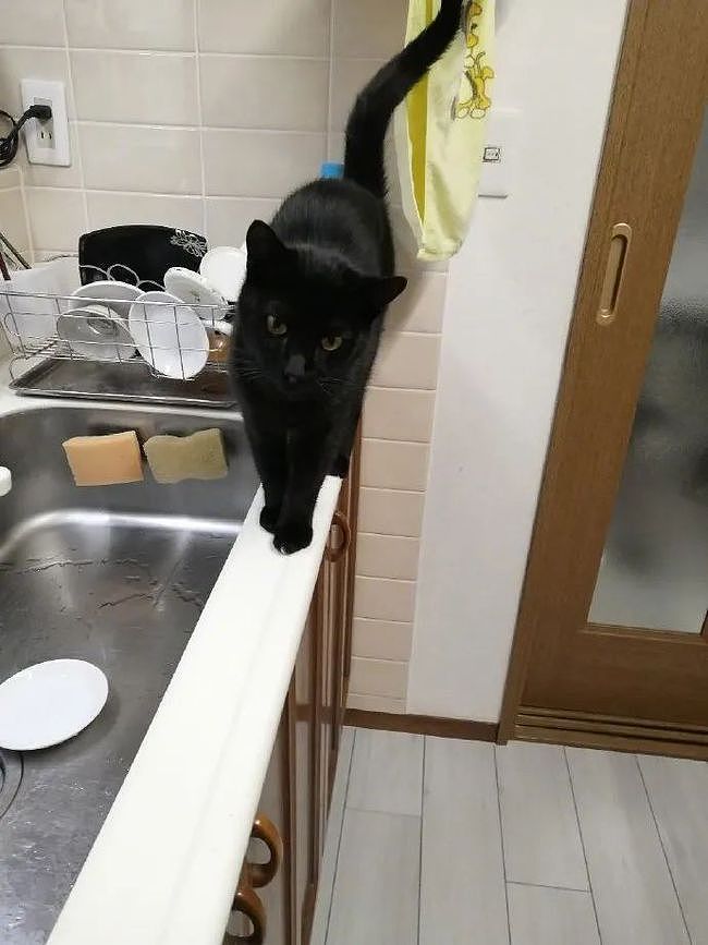 洗碗时猫非要过来看，结果一不小心，它滑倒了，刚好被拍下！ - 1