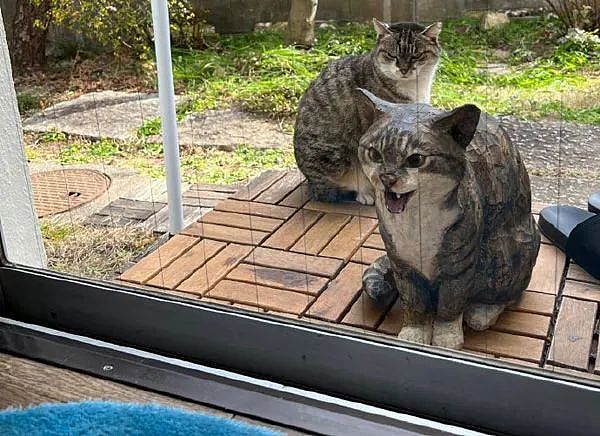 猫经常在窗外哈气，于是做了同款它哈气木雕，它好像不高兴了！ - 3
