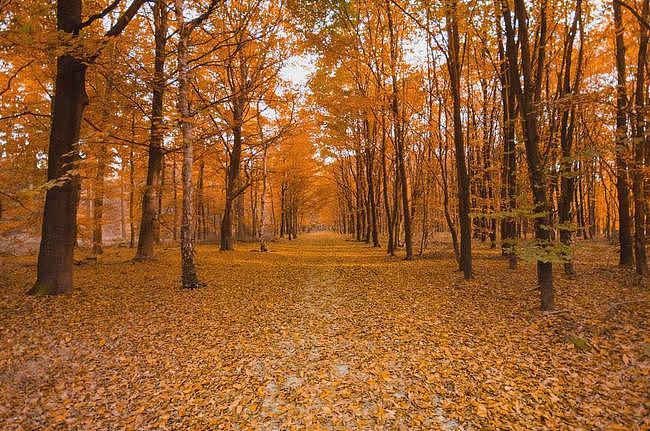 今日秋分丨木叶落，秋分至，正是一年最美时 - 5
