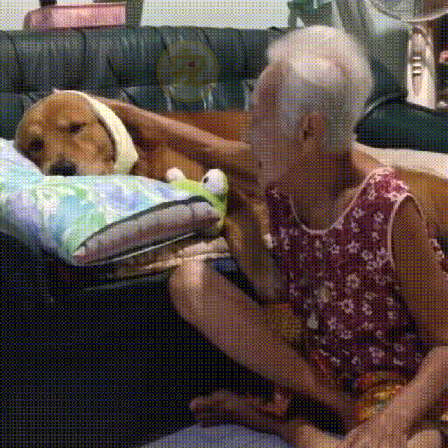 90岁奶奶坚决反对养狗，看到金毛后完全沦陷，狗狗成了她的小跟班 - 11