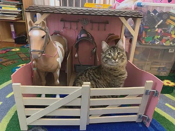 一进房间开灯，就发现猫待在女儿玩的马厩玩具里，把自己当马？ - 3