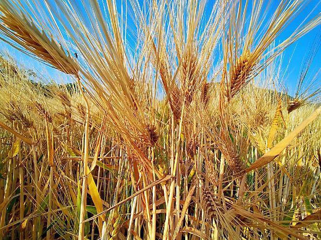 为什么几千年来人类都找不到比大米和小麦更好的主粮？ - 4
