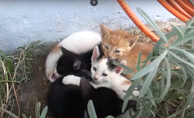 5只小猫相依为命，好心人伸出援手，它们却凶巴巴，结果全被带走 - 1