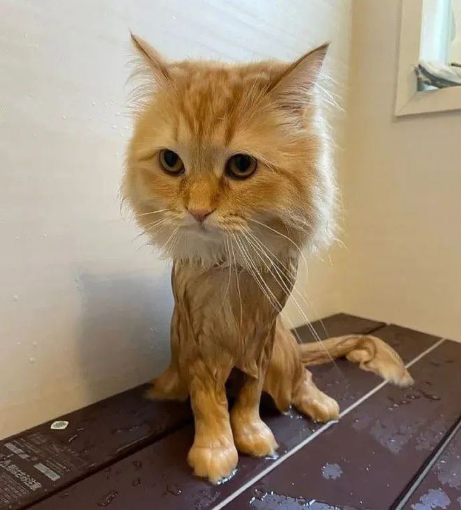 网友准备给漂亮蓬松的猫咪洗澡，结果遇水后，这橘严重缩水了！ - 2